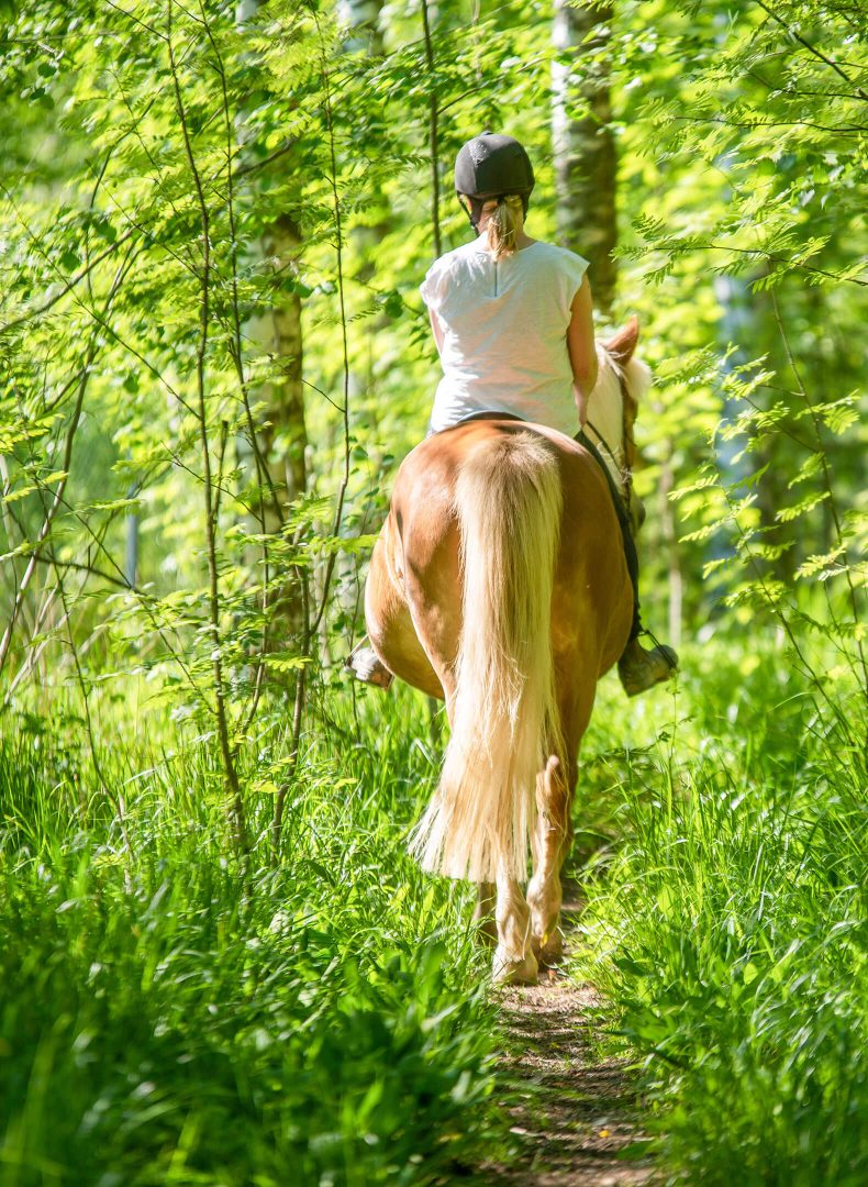 Équitation