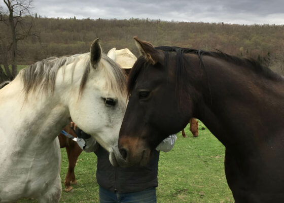 Ranch des sabots et des ailes